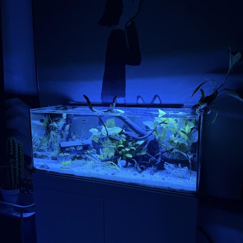 حوض نهري كلاسيك - P40