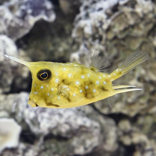 لونغهورن كاو فيش - Longhorn Cowfish –