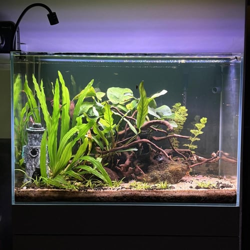 حوض نهري كلاسيك - P33