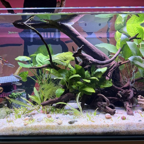 حوض نهري كلاسيك - P40