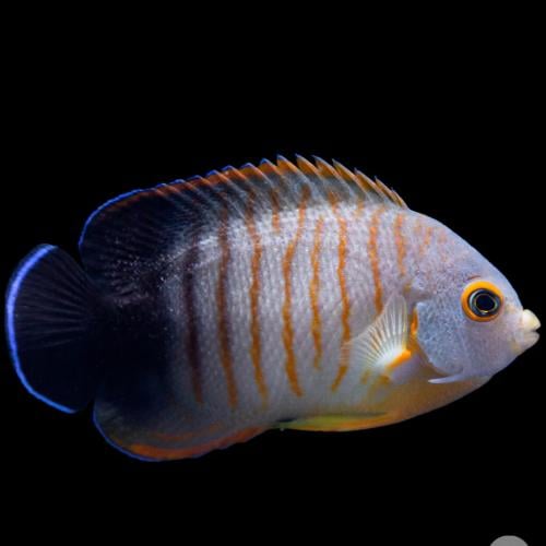 إيبيلي أنجل فيش - Eibli Dwarf Angelfish