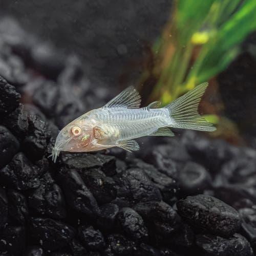 كوريدوراس ألبينو