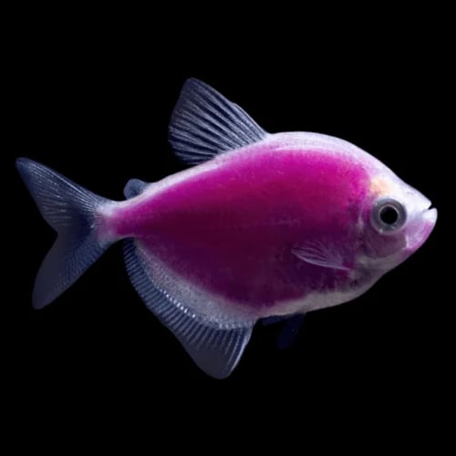 جلو فيش تيترا - GloFish Tetra