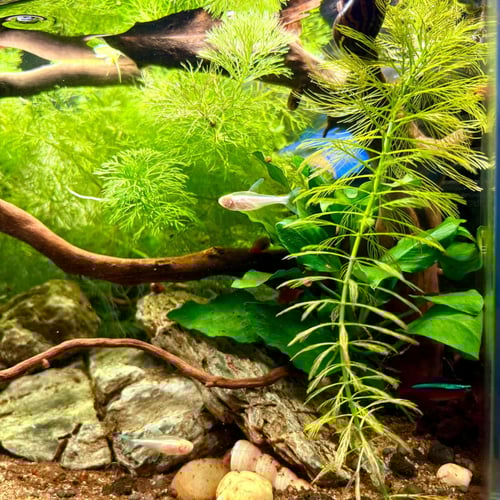 حوض نهري نانو - P05