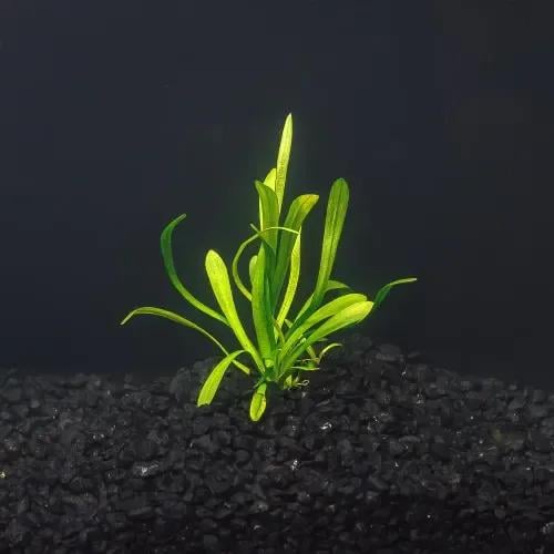 دوارف ساجيتاريا