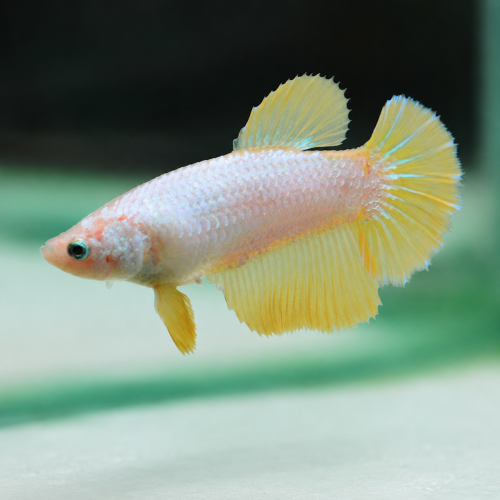فايتر أنثى - Female Betta Fish