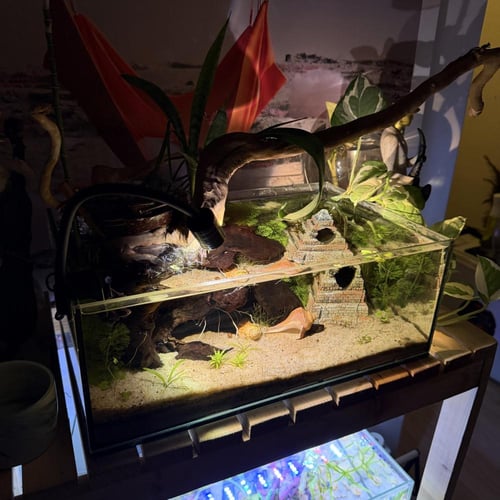 حوض نهري كلاسيك - P42