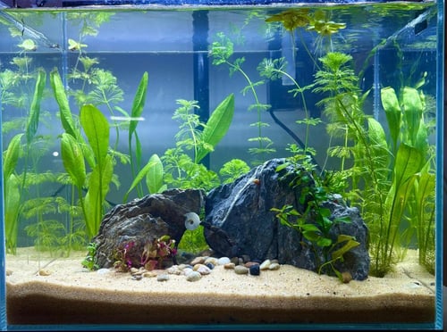 حوض نهري كلاسيك - P21