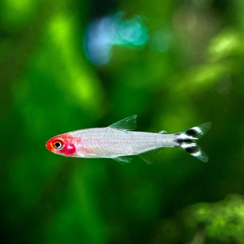 رامي نوز تيترا