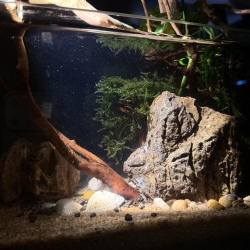 حوض نهري كلاسيك - P45