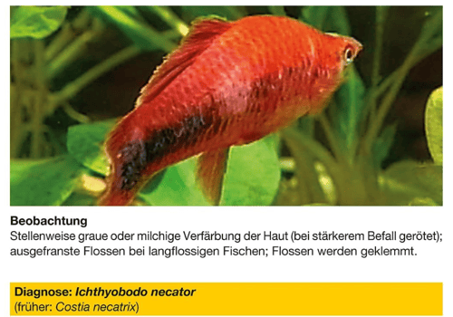 علاج مرض البقع البيضاء — سيرا كوستابور