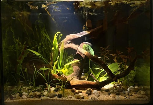 حوض نهري كلاسيك - P31