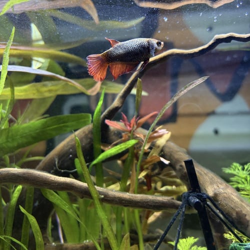 حوض نهري كلاسيك - P51