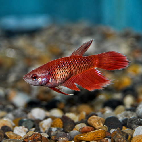 فايتر أنثى - Female Betta Fish