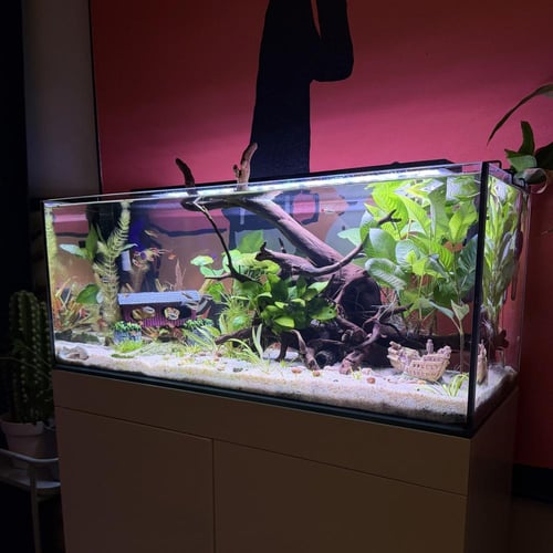 حوض نهري كلاسيك - P40