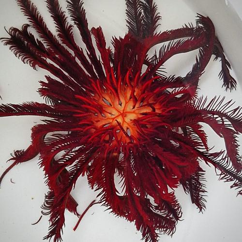 نجمة الريش الحمراء - Red Feather Star
