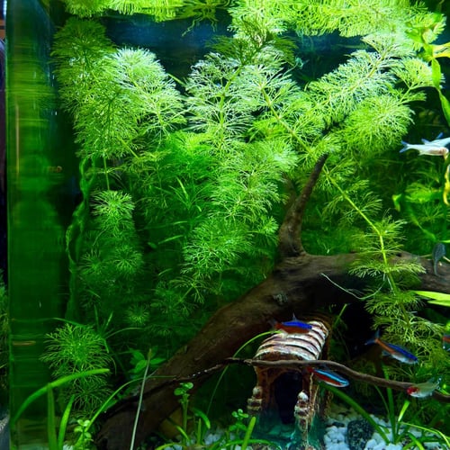 حوض نهري كلاسيك - P04