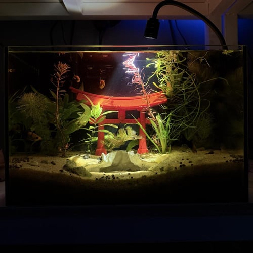 حوض نهري كلاسيك - P43