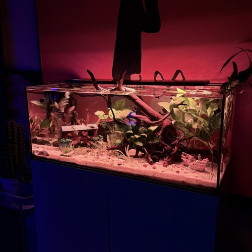 حوض نهري كلاسيك - P40