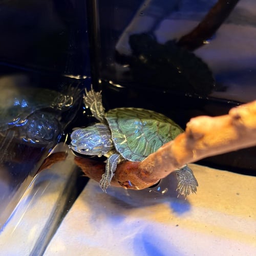 حوض نهري مكعب - P50