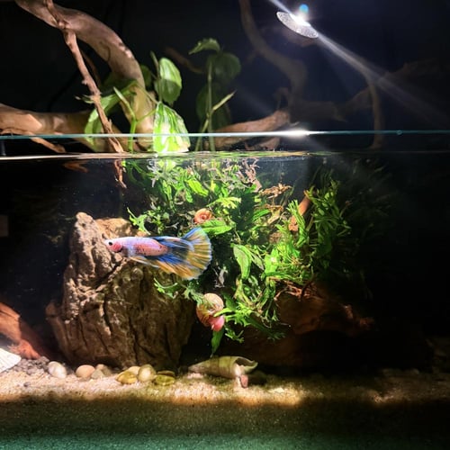 حوض نهري كلاسيك - P45