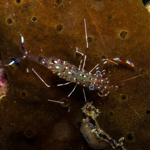 جمبري منظف شفاف