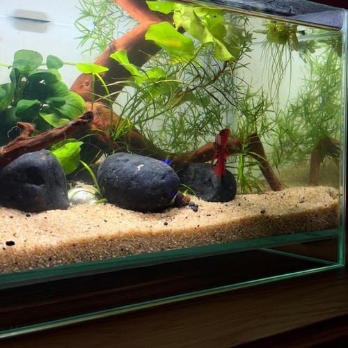 حوض نهري كلاسيك - P65