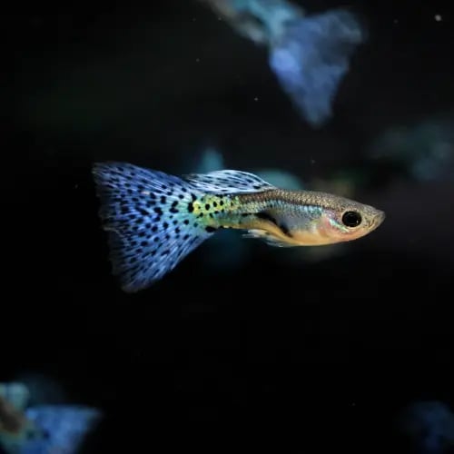 بلو قراس غوبي - Blue Grass Guppy