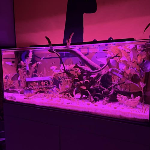 حوض نهري كلاسيك - P40