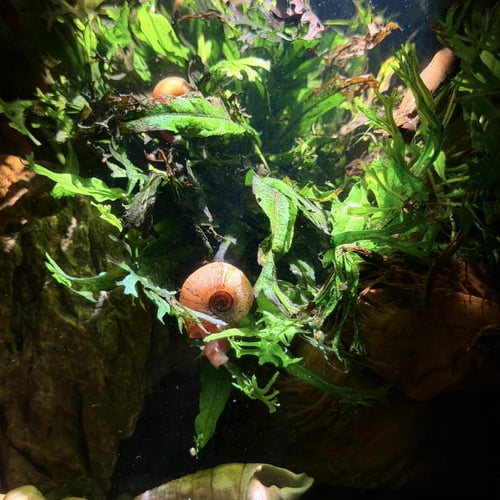 حوض نهري كلاسيك - P45