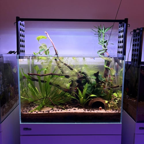 حوض نهري كلاسيك - P54