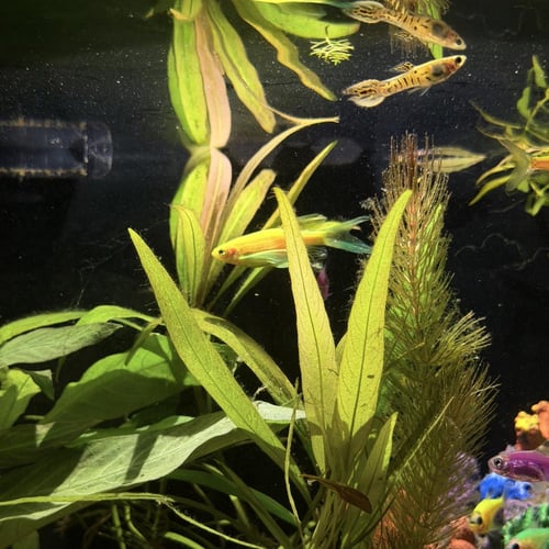 حوض نهري كلاسيك - P37