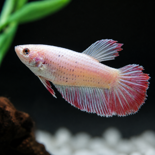 فايتر أنثى - Female Betta Fish