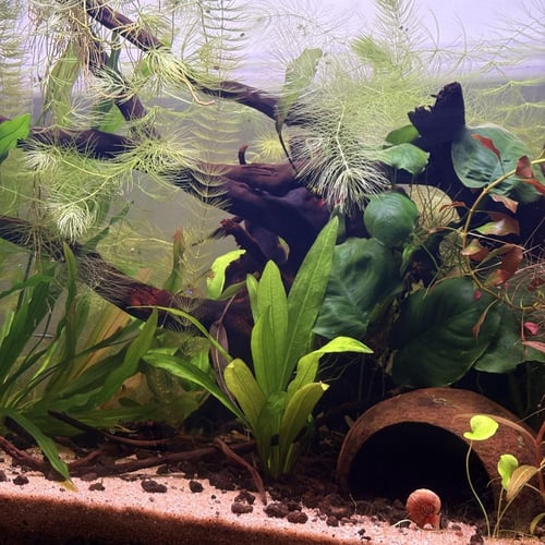 حوض نهري كلاسيك - P54