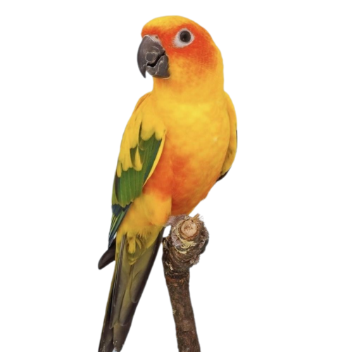 سن كنيور ببغاء الشمس