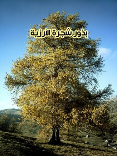 بذور الارزية