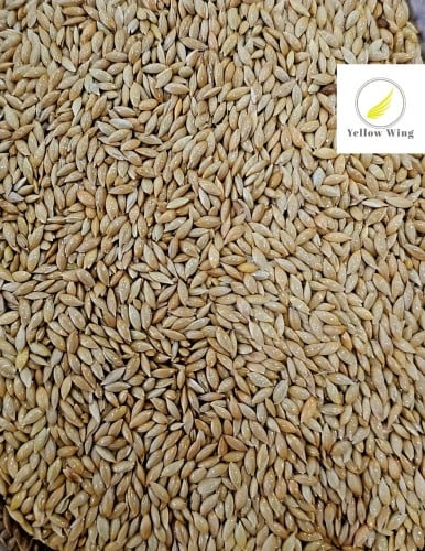 حب كناري سادة مانتوبا ( تعبئة 1 كجم )