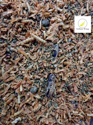 باتيه دود مجفف وحشرات ( تعبئة 500 جرام ) Deli Natu...