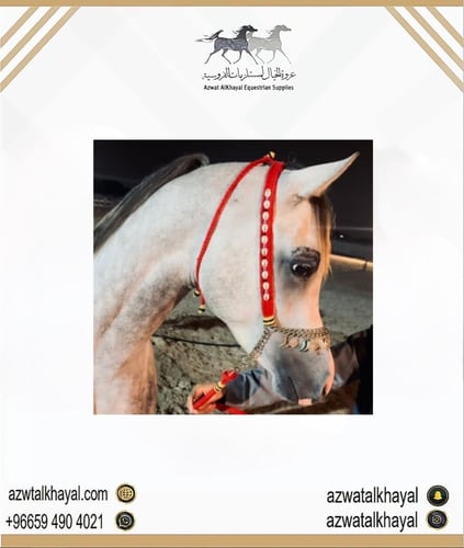 طقم زينه رشمه ومقود