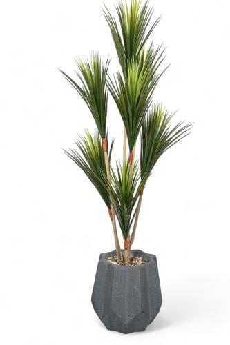 تنسيق مميز لشجرة الدراسينا