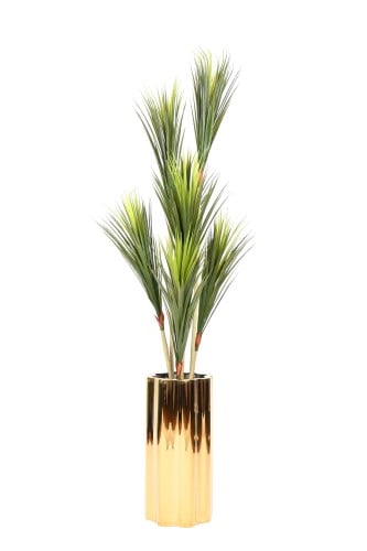 شجرة الدراسينا بمركن استيل ذهبي