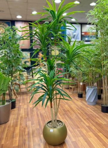 شجرة الدراسينا بمركن متعدد الالوان