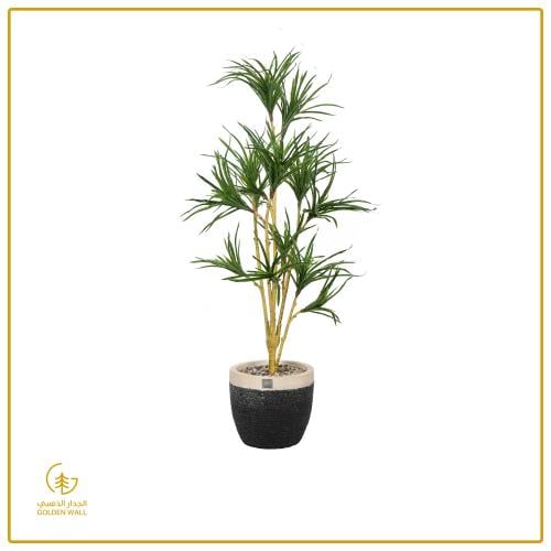 تنسيق شجرة الدراسينا الفاخرة