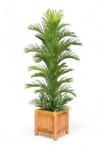 نخلة بمركن خشبي