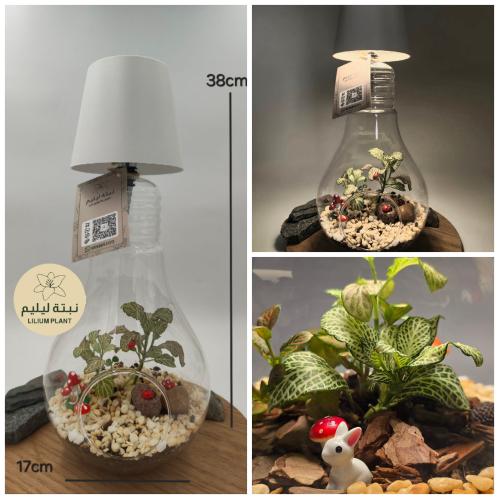 ابجورة نبتة فيتونيا بشكل لمبة