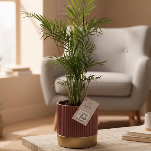 نبات شامدوريا مزروع في مركن فخار لونه عودي