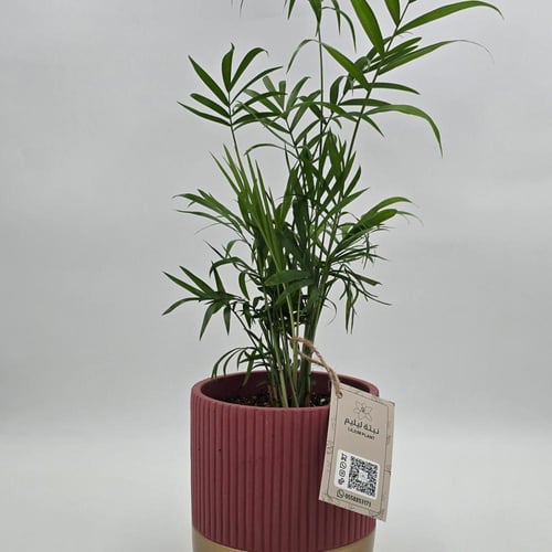 نبات شامدوريا مزروع في مركن فخار لونه عودي