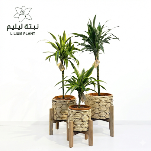 طقم خشبي مع 3 نباتات دراسينيا