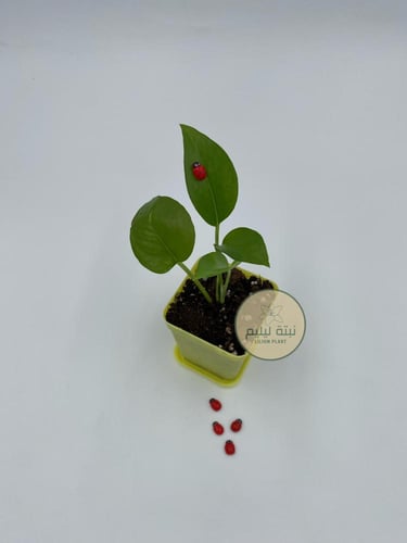 خنافس حمراء لتزيين اوراق النبات