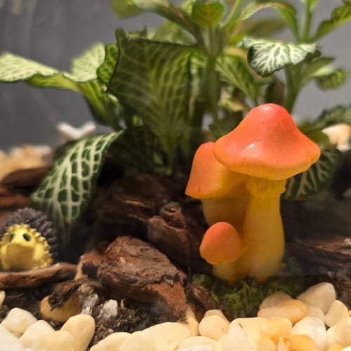 ابجورة نبتة فيتونيا بشكل كروي